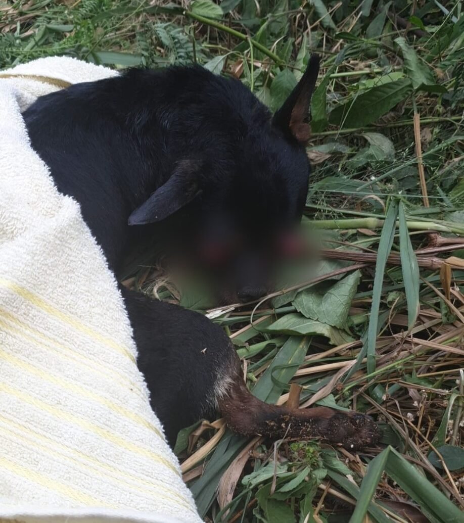 Cachorro que foi jogado em córrego para morrer é resgatado e autores de maus-tratos, indiciados, em Goiânia